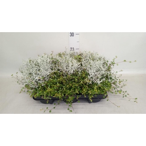 Leucophyta brownii