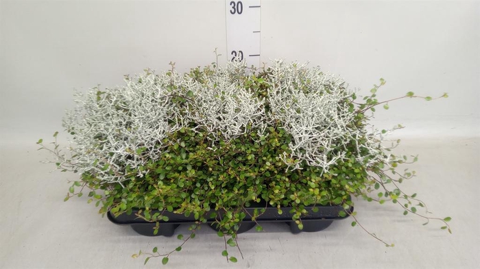 <h4>Leucophyta brownii</h4>