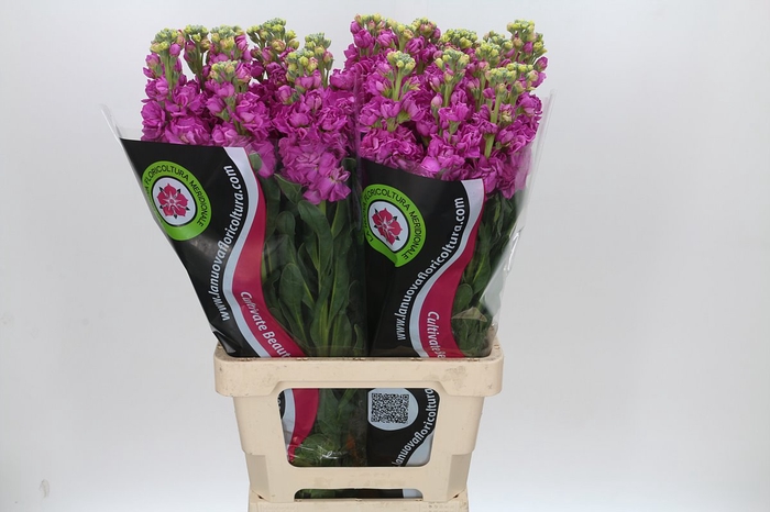 <h4>Matthiola Iron Hot Pink</h4>