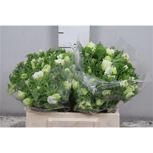 Anem Co Mar White