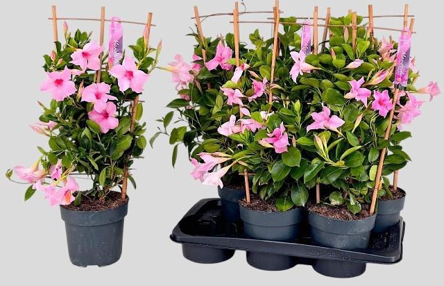 <h4>MANDE SUN CR PINK</h4>