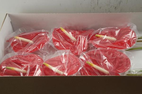 <h4>Anth A Rambla X 12</h4>