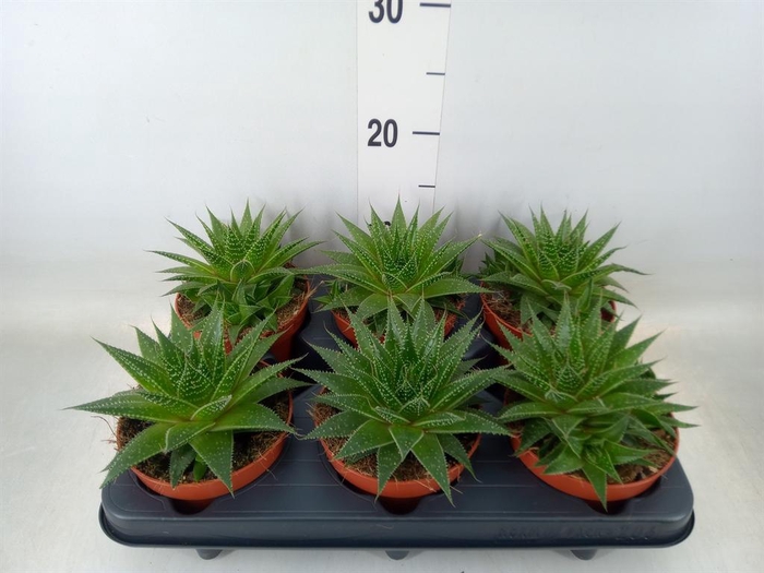 <h4>Aloe aristata 'Gladiator Rock'</h4>