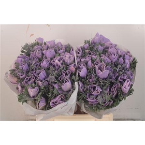 Anemone Powder. Lavendel