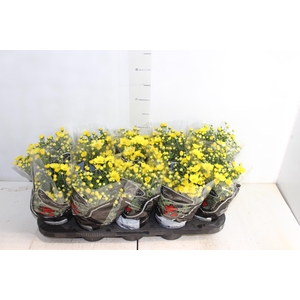 CRISANTEMO MINI P11 AMARELO