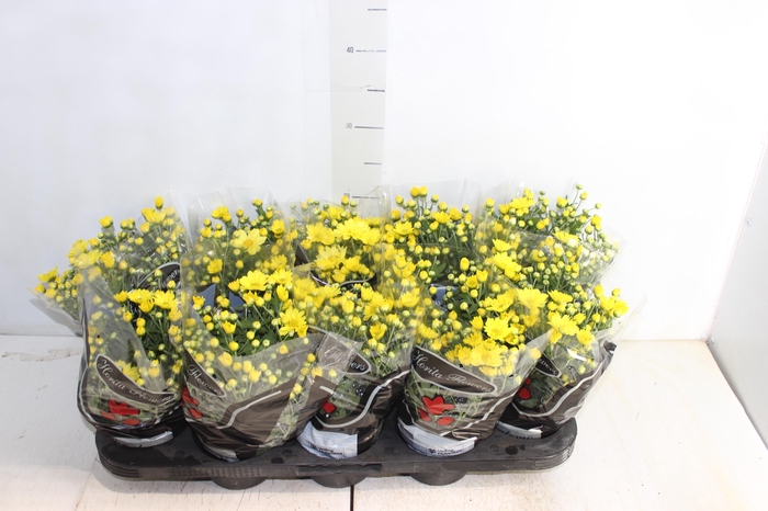<h4>CRISANTEMO MINI P11 AMARELO</h4>