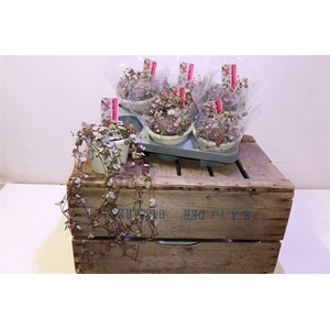 arr8 Cerop Wo Silve Glory