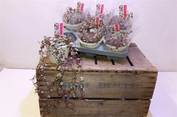 <h4>arr8 Cerop Wo Silve Glory</h4>