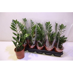 arr8 Zamio Zamiifolia