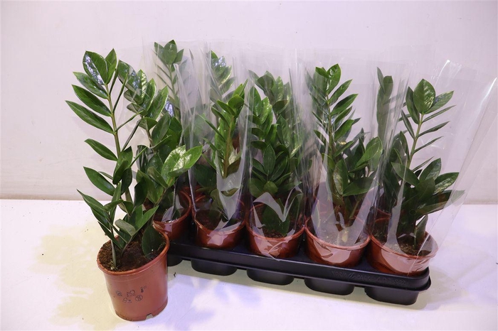 <h4>arr8 Zamio Zamiifolia</h4>