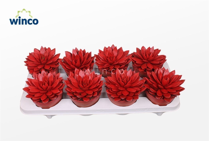 <h4>Echeveria Agavoides Paint Red</h4>