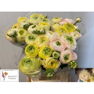 RANUNCULUS OV