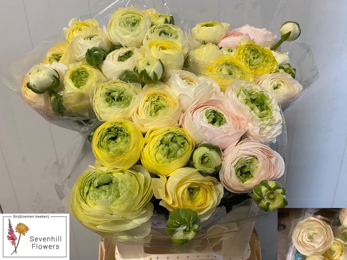 <h4>RANUNCULUS OV</h4>