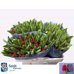 <h4>TU EN MAKE A WISH</h4>