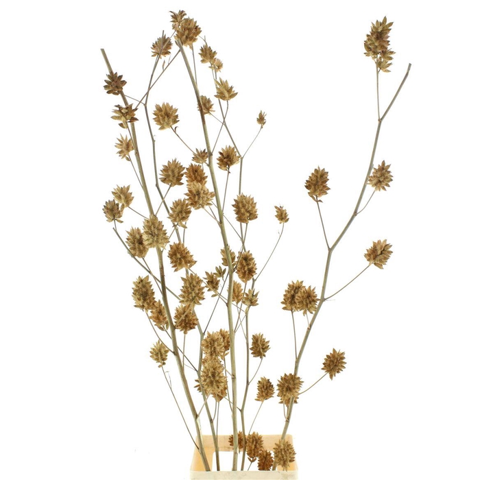<h4>Glycyrrh Yunnanen Zd 7+ Bal</h4>