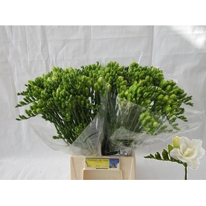 Freesia du Versailles