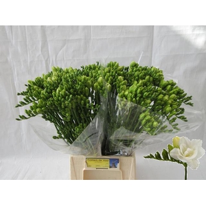 Freesia du Versailles