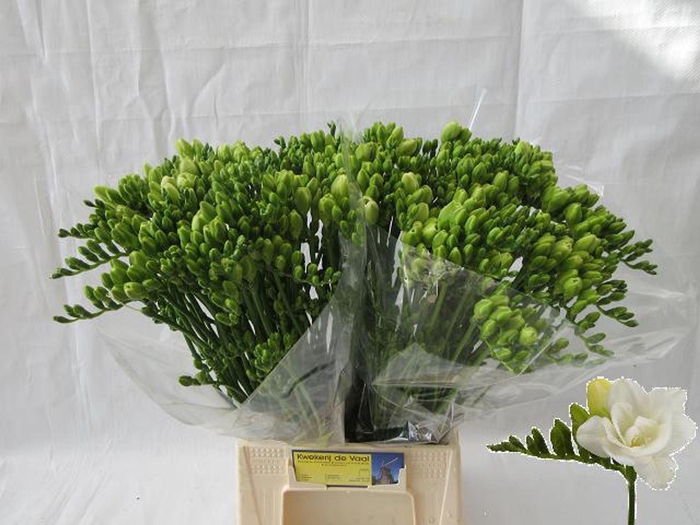 <h4>Freesia du Versailles</h4>