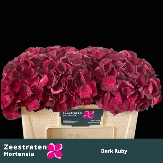 <h4>Hydrangea mag dark ruby</h4>