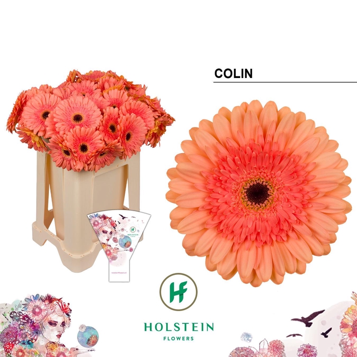 <h4>Gerbera Colin</h4>