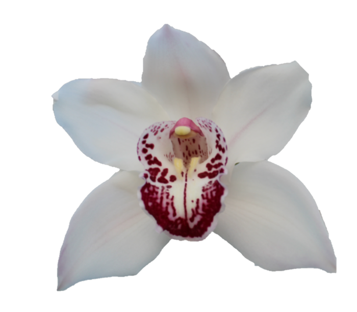 <h4>CYMB T Midnight Sky</h4>