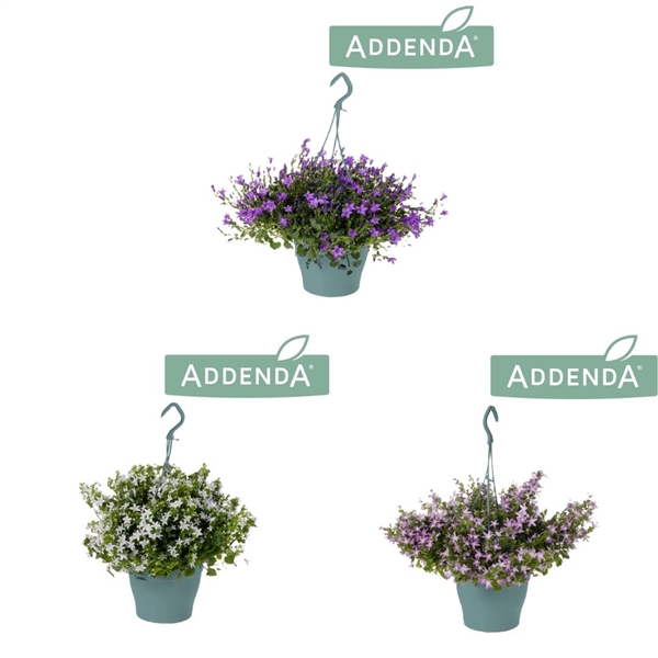 <h4>Campanula Addenda mix Hangpot 3 kleuren mixtray</h4>