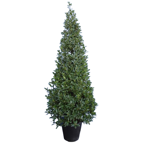 <h4>Laurus nobilis Piramide</h4>