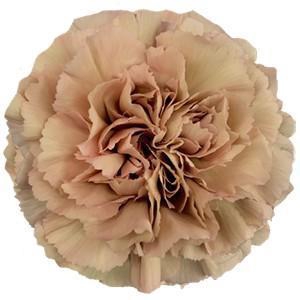 <h4>Dianthus st caramel</h4>