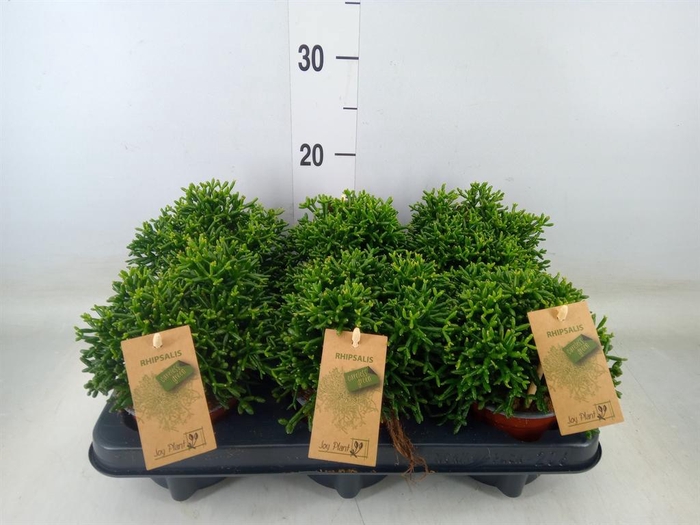 <h4>Rhipsalis   ...</h4>