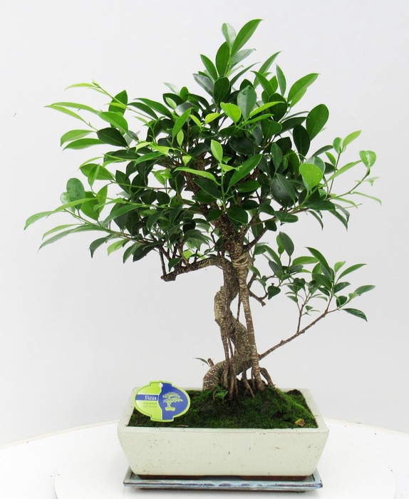 <h4>Ficus retusa, 30cm., shape, with drip tray</h4>