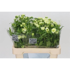 Ranunculus Butterfly Graces