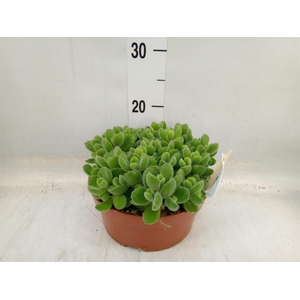 Cotyledon tome. ladys.