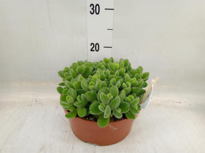 <h4>Cotyledon tome. ladys.</h4>