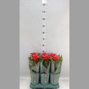 Guzmania  'Calypso'