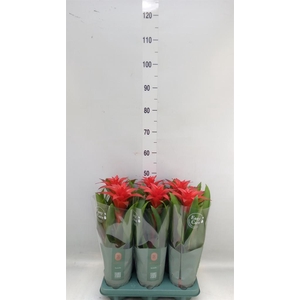 Guzmania  'Calypso'