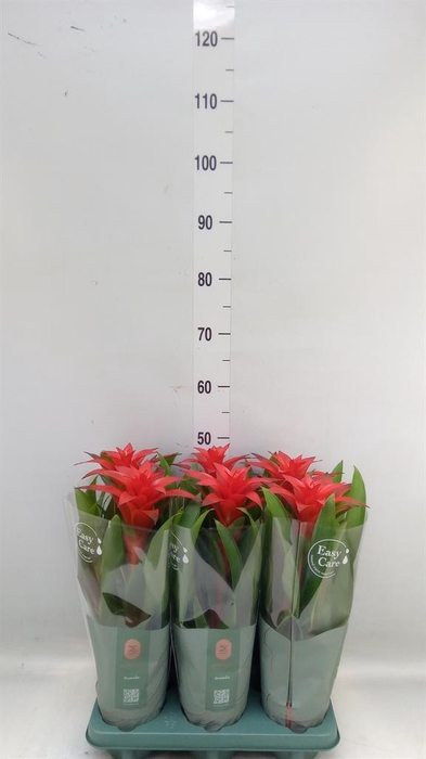 <h4>Guzmania  'Calypso'</h4>