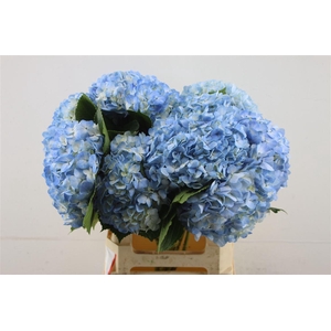 Hydr. M Light Blue 60-17