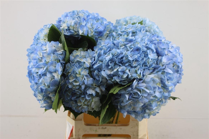 <h4>Hydr. M Light Blue 60-17</h4>