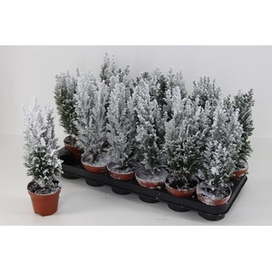 CHAM L ELLWOODII P09 SNOW