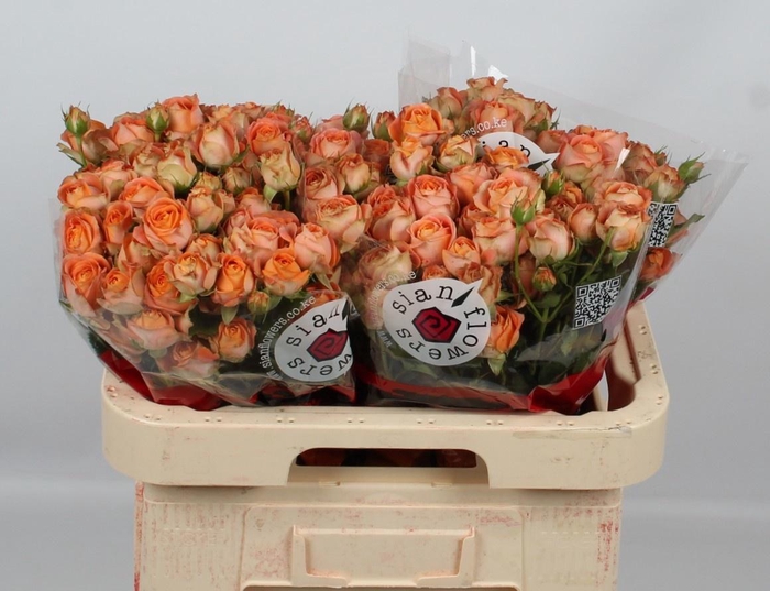 <h4>R TR JUICE SENSAT@</h4>