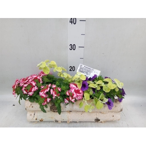 Arr.   Perkplanten L%