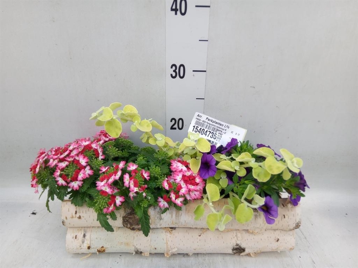 <h4>Arr.   Perkplanten L%</h4>