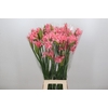 Nerine Helena