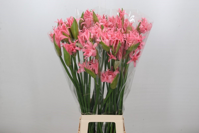 <h4>Nerine Helena</h4>
