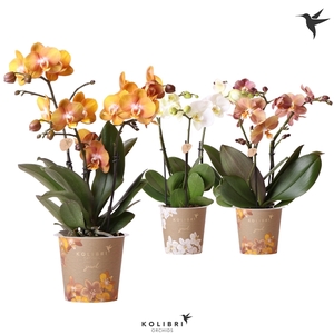 Phalaenopsis gemengd