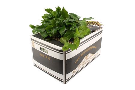 <h4>Salal Tips Black</h4>