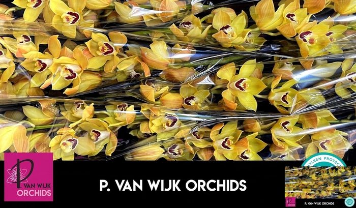 <h4>CYMB T COOKSBRIDGE</h4>