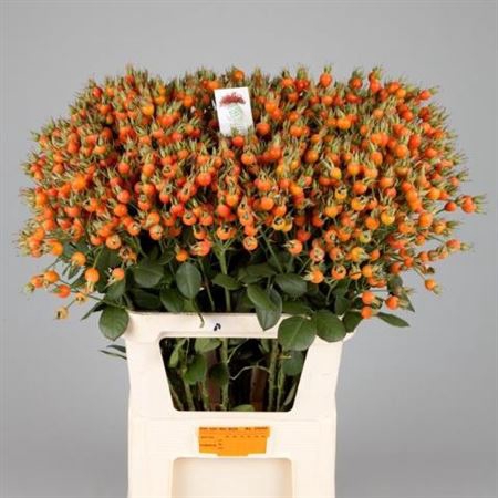 <h4>Rosa Pumpkin</h4>
