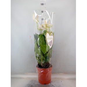 Anthurium  'Love White Imp'