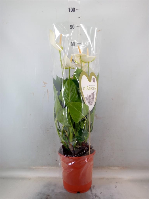 <h4>Anthurium  'Love White Imp'</h4>